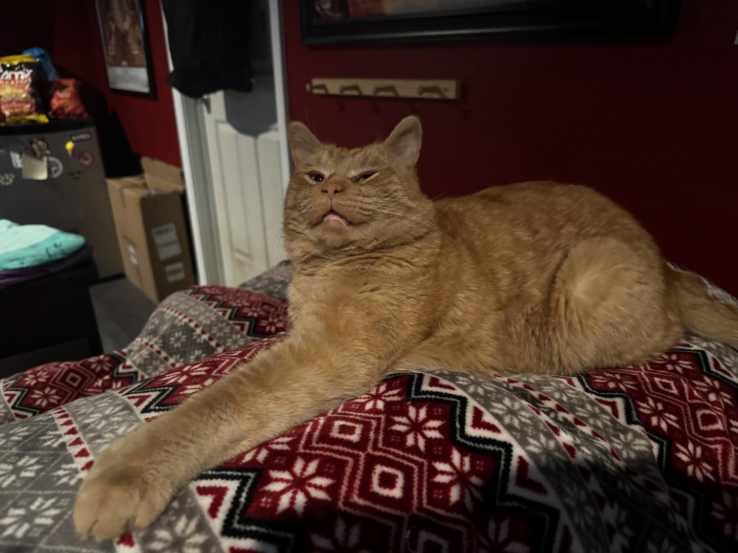 Enlarge Pooh Bear, an adoption pending Domestic Short Hair in Rochester, NY image 3/3