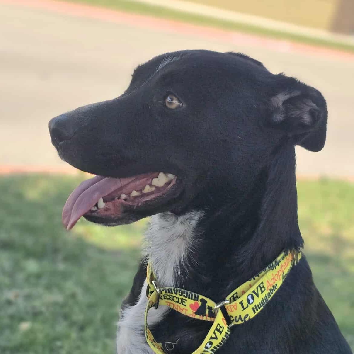 Tatiana, an adoptable Australian Cattle Dog / Blue Heeler in Kempner, TX, 76539 | Photo Image 6