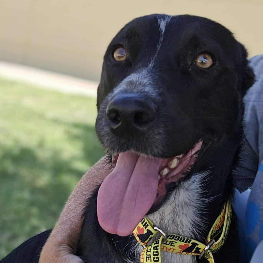 Tatiana, an adoptable Australian Cattle Dog / Blue Heeler in Kempner, TX, 76539 | Photo Image 4