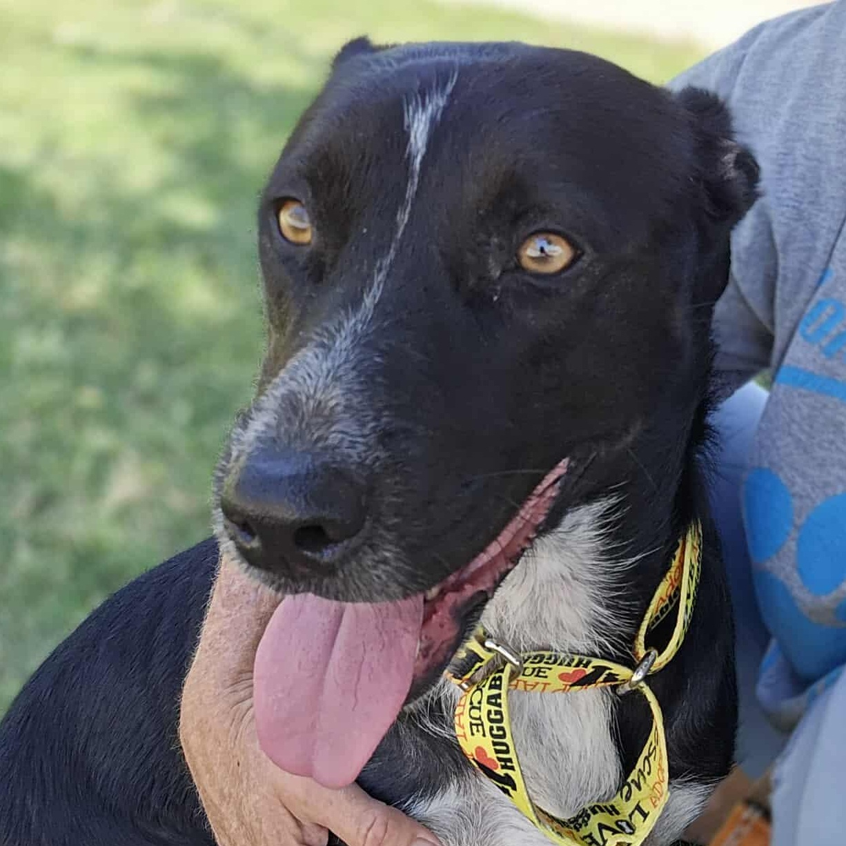 Tatiana, an adoptable Australian Cattle Dog / Blue Heeler in Kempner, TX, 76539 | Photo Image 5