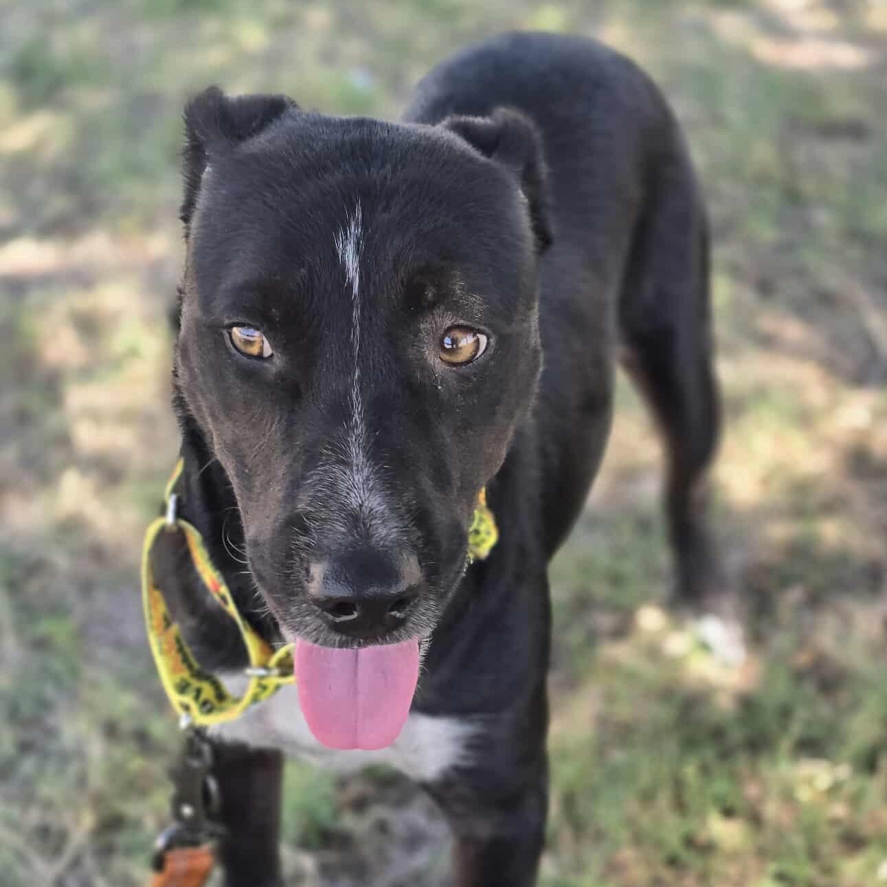 Tatiana, an adoptable Australian Cattle Dog / Blue Heeler in Kempner, TX, 76539 | Photo Image 1