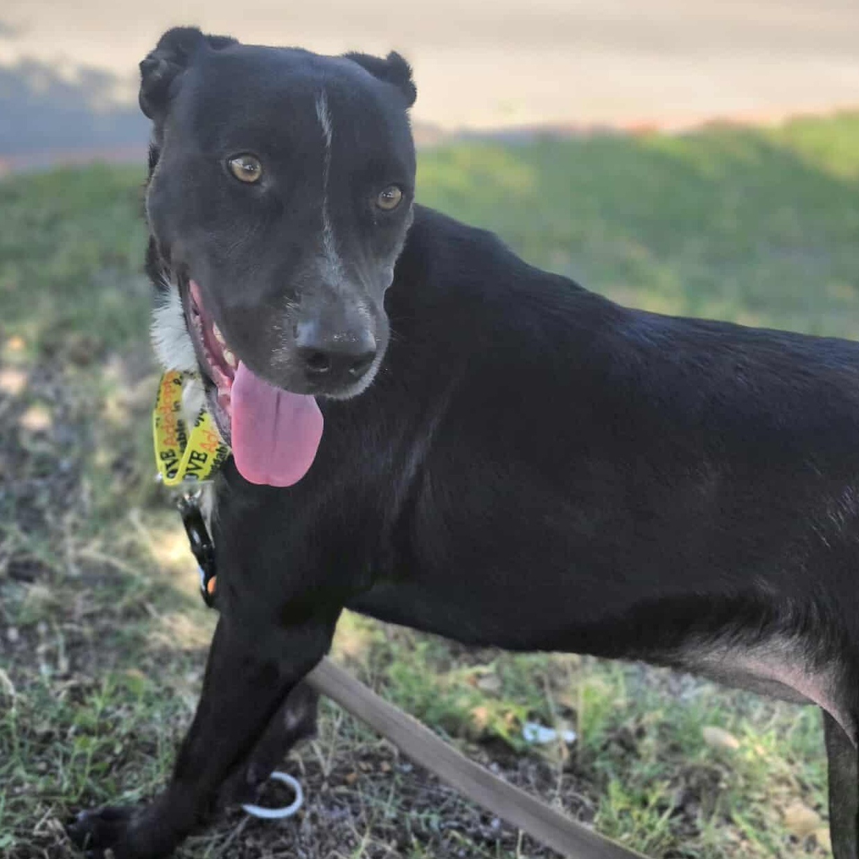 Tatiana, an adoptable Australian Cattle Dog / Blue Heeler in Kempner, TX, 76539 | Photo Image 3
