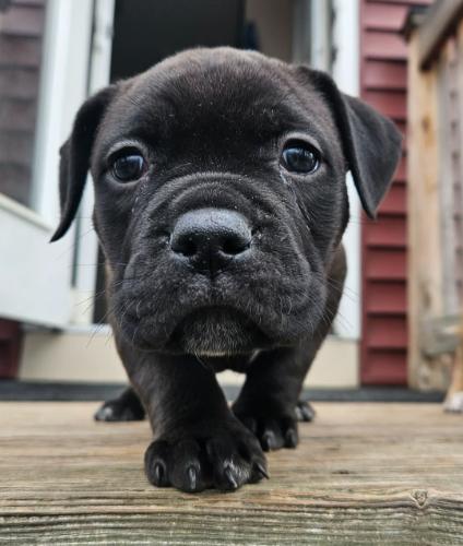 Enlarge Lyla (2 months old), a ADOPTABLE mixed breed in Albany, NY image 1/1