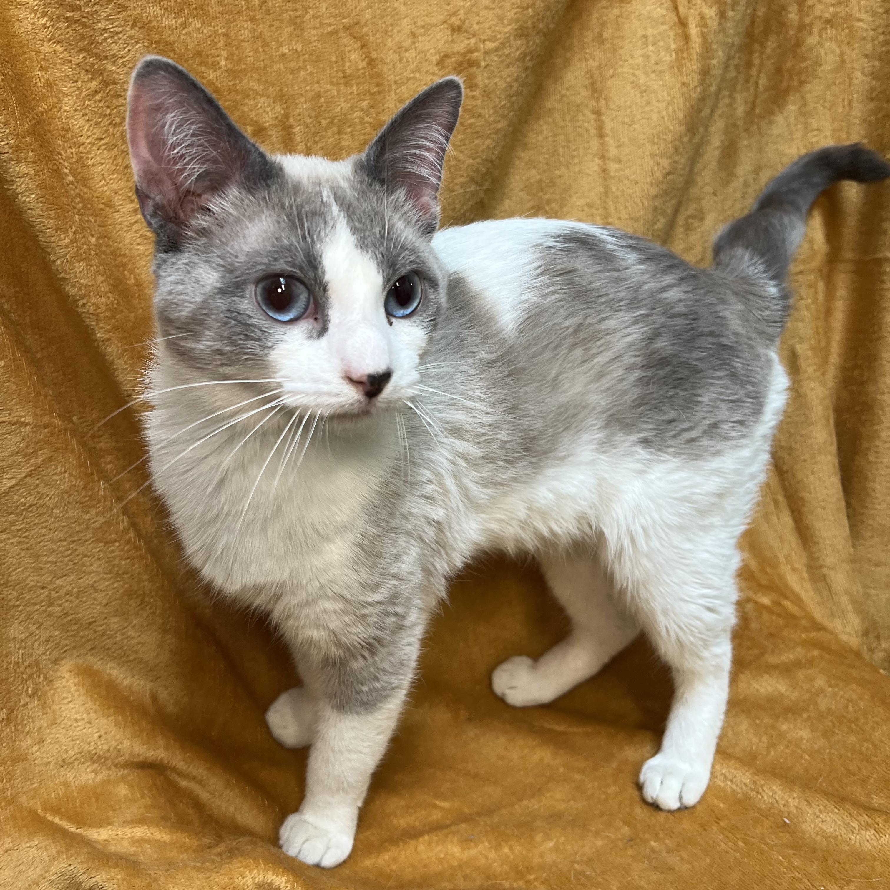 Artemis - At PetSmart in Mankato, a ADOPTABLE mixed breed in Fairmont, MN image 2/6