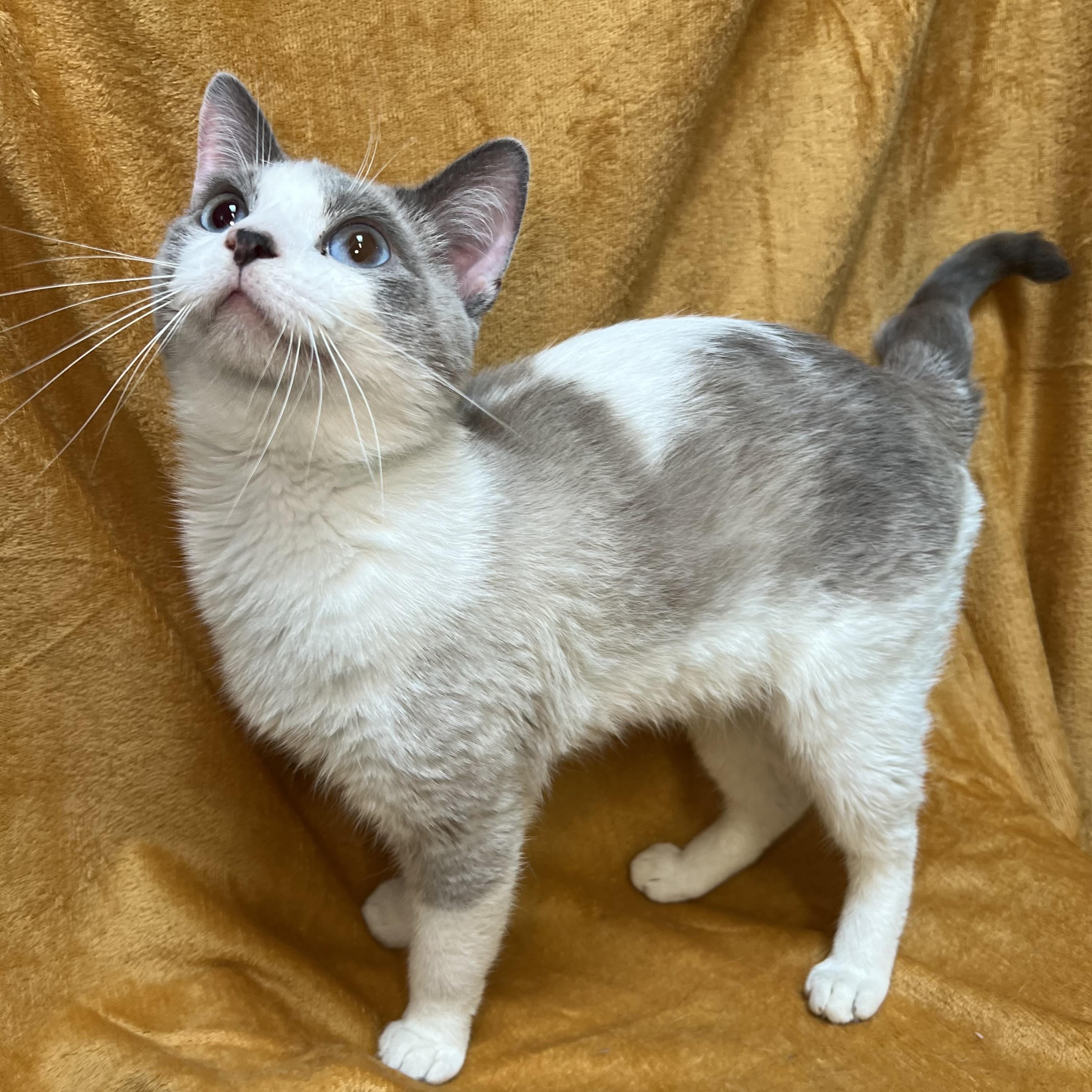 Artemis - At PetSmart in Mankato, a ADOPTABLE mixed breed in Fairmont, MN image 4/6