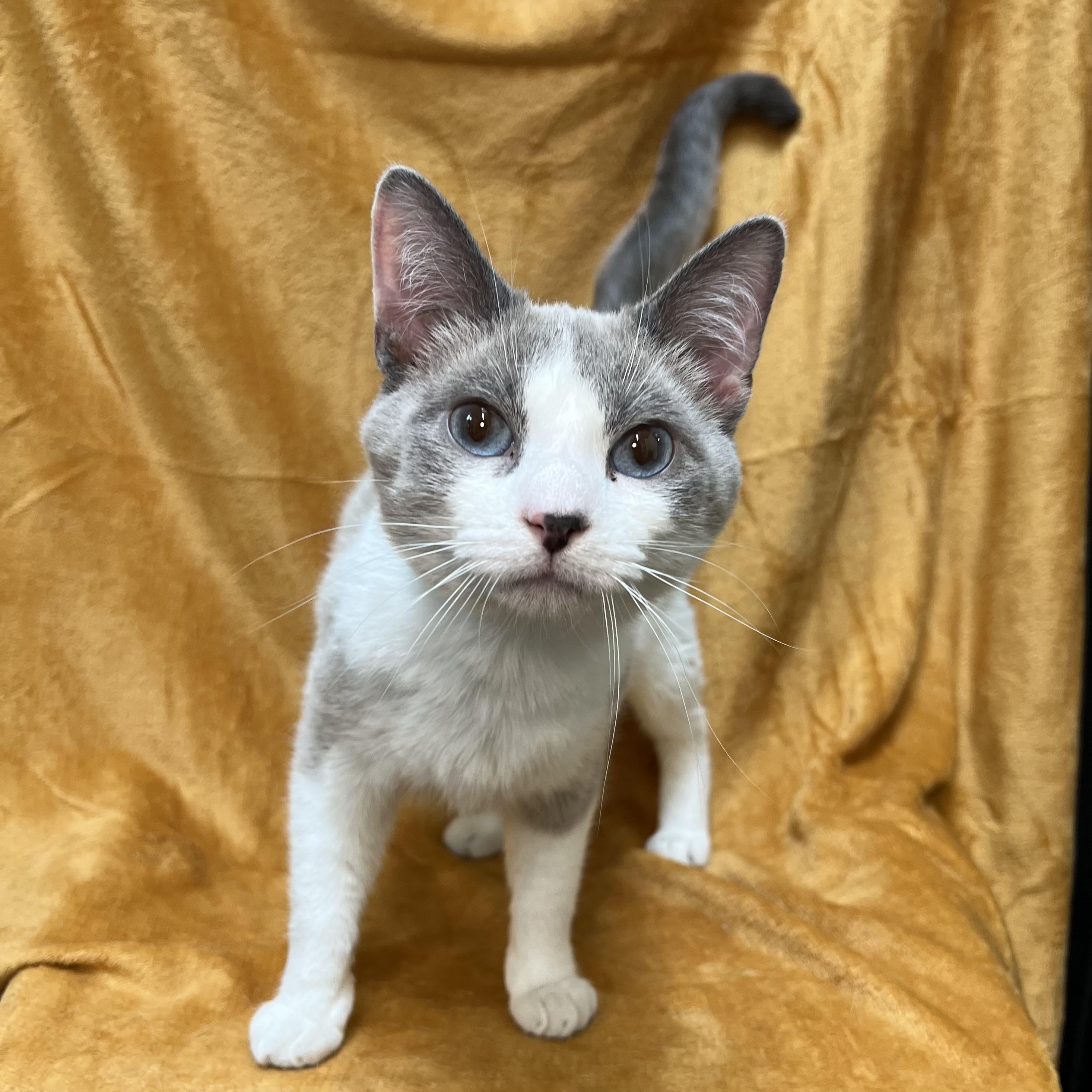 Artemis - At PetSmart in Mankato, a ADOPTABLE mixed breed in Fairmont, MN image 5/6