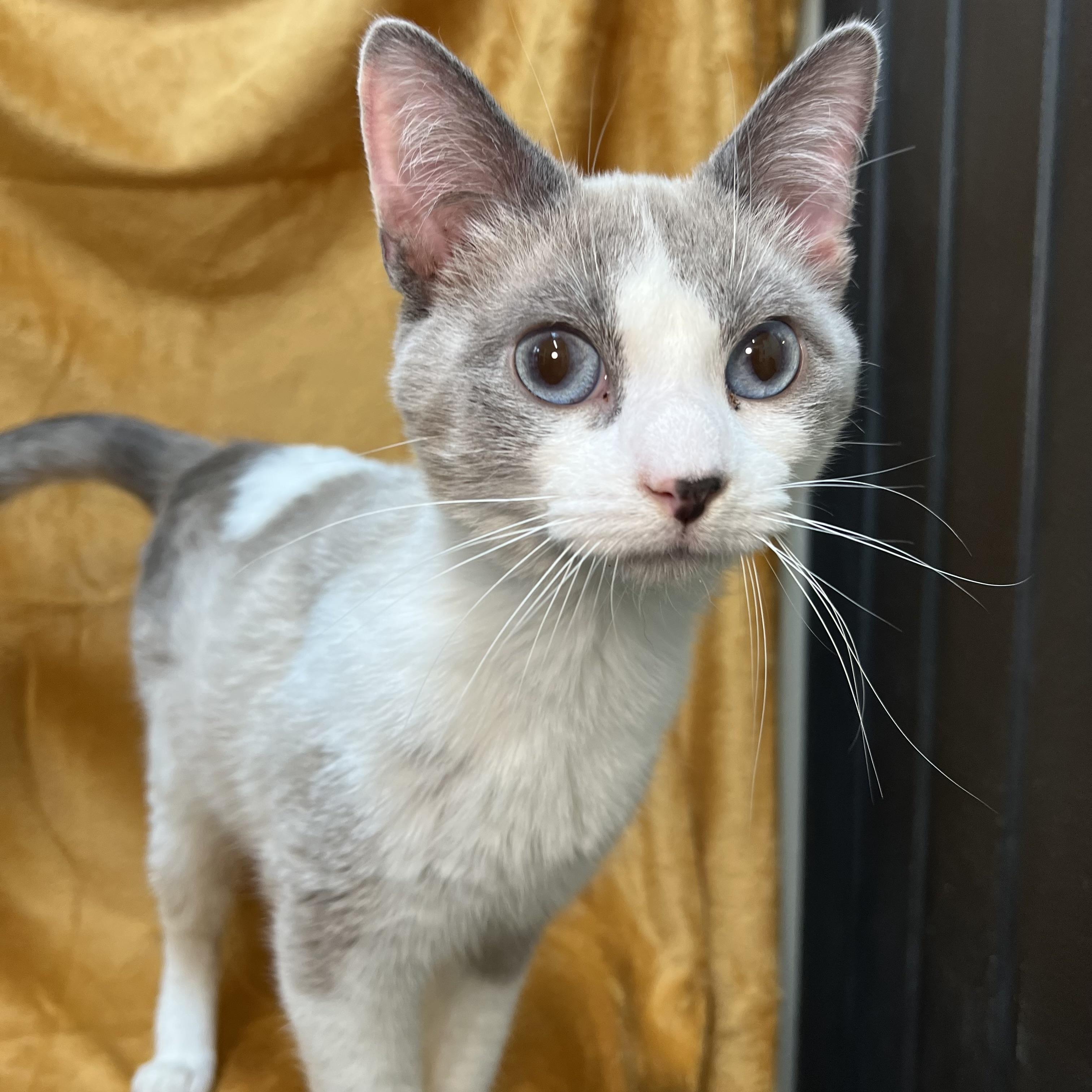 Artemis - At PetSmart in Mankato, a ADOPTABLE mixed breed in Fairmont, MN image 3/6
