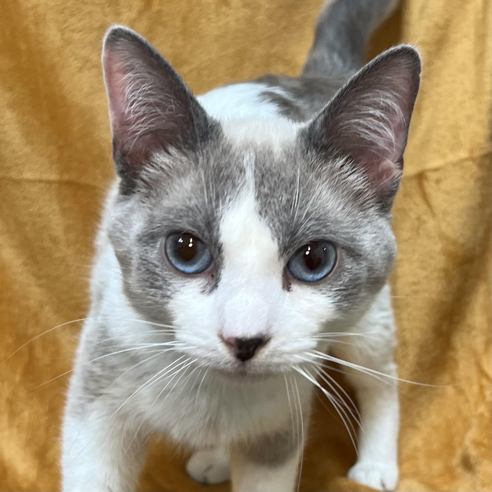 Artemis - At PetSmart in Mankato, a ADOPTABLE mixed breed in Fairmont, MN image 6/6