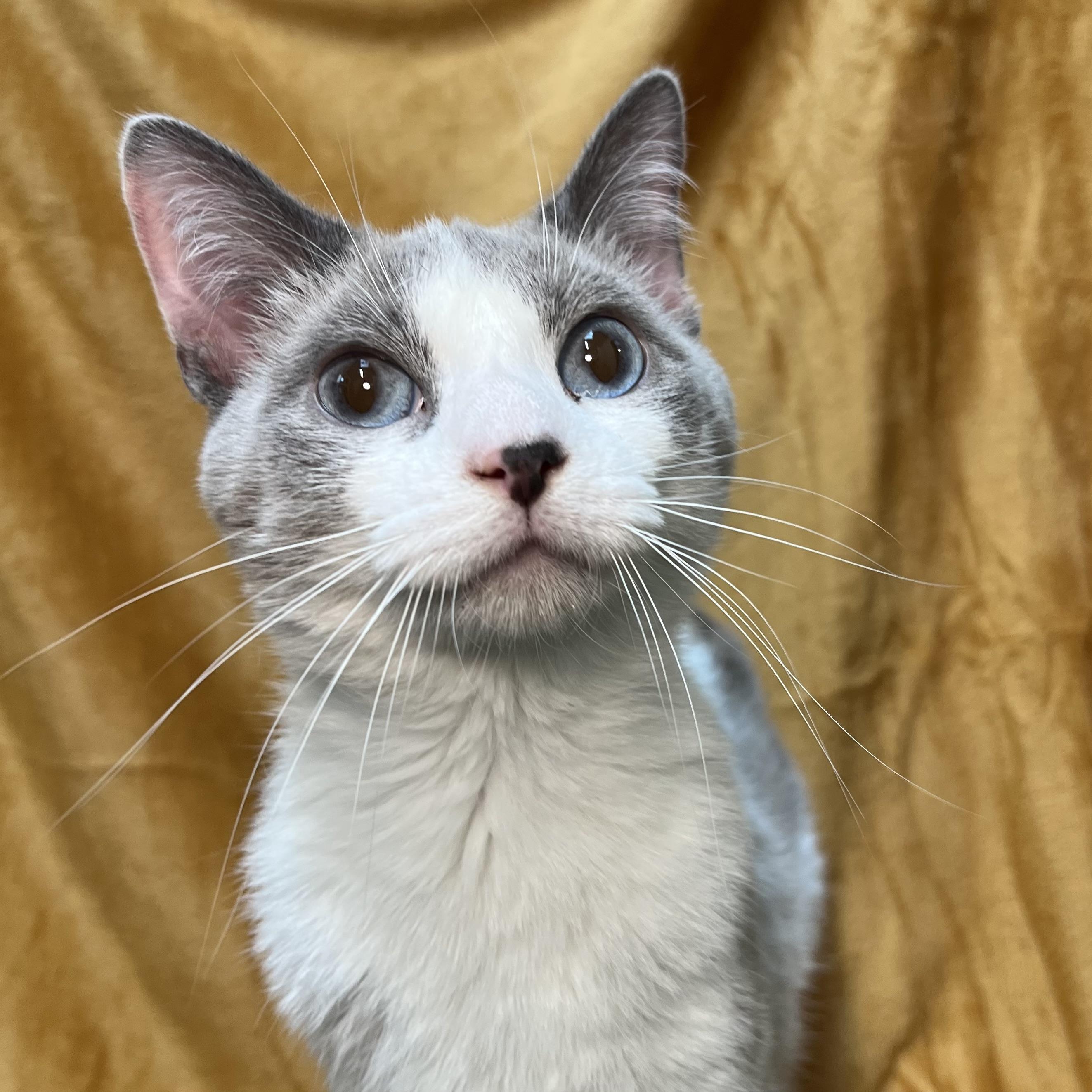 Artemis - At PetSmart in Mankato, a ADOPTABLE mixed breed in Fairmont, MN image 1/6