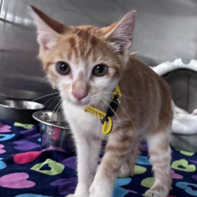 Pumpkin Roll, adopted, Kitten Male Domestic Short Hair.