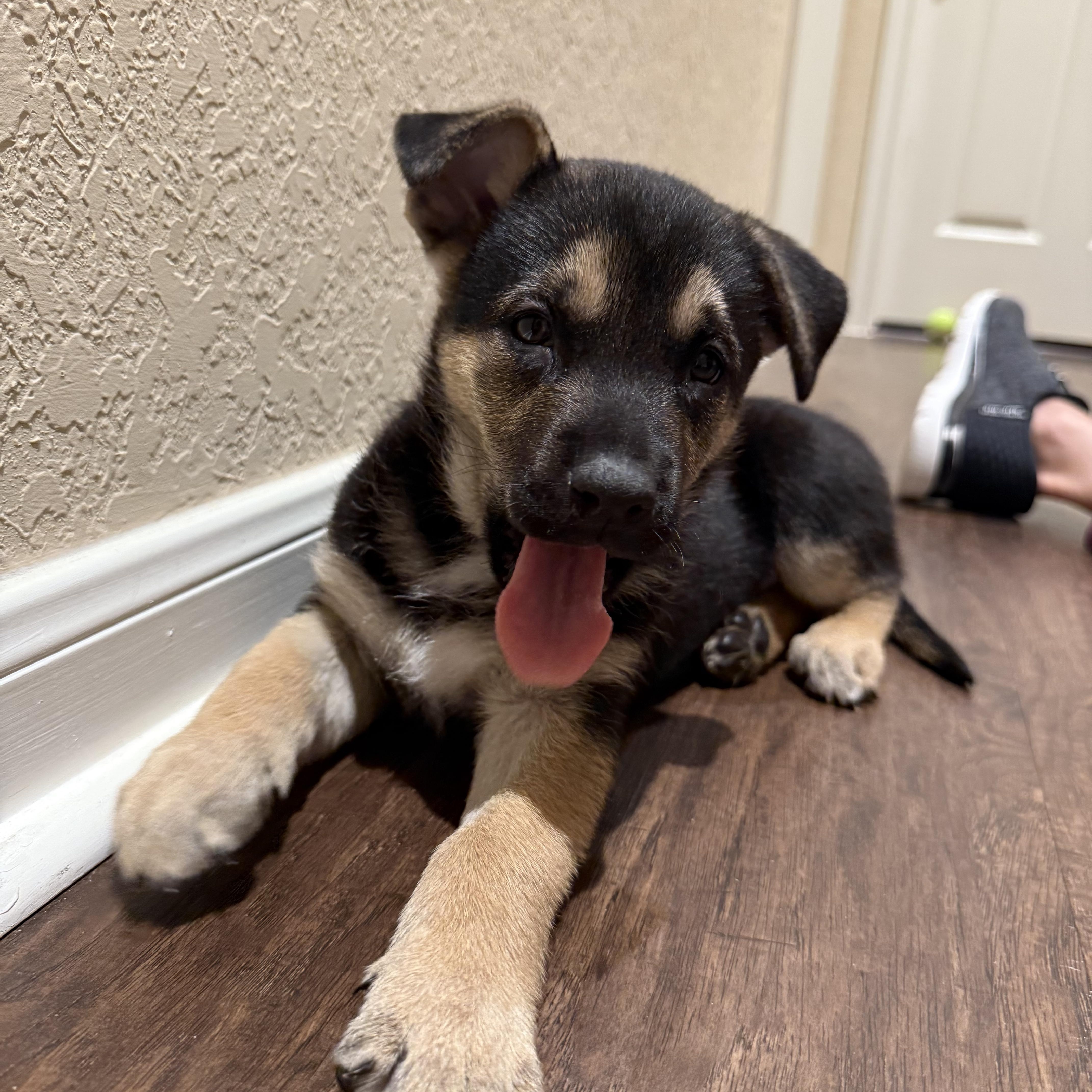Valor, Adoptable, Puppy Male German Shepherd Dog & Husky.