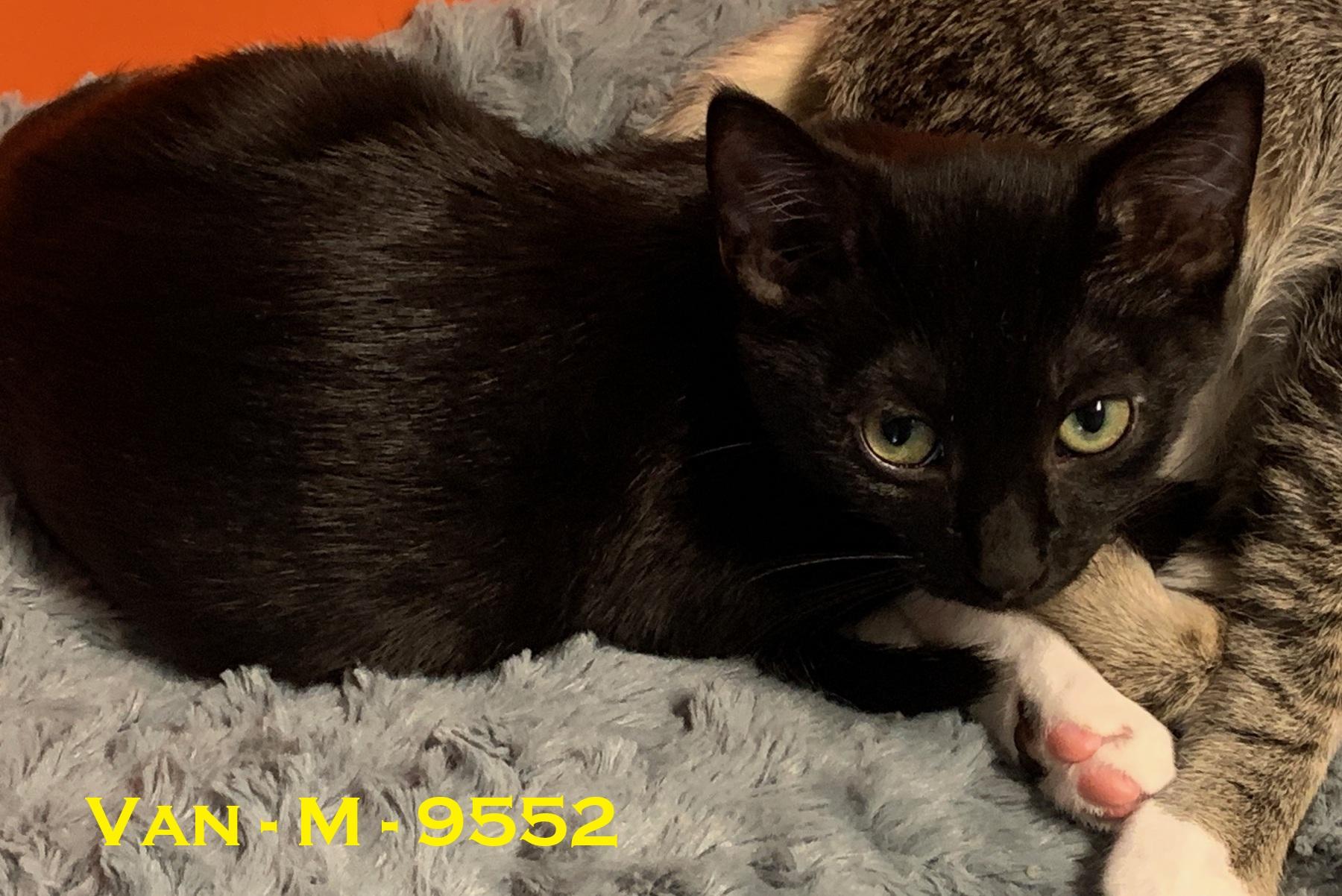 Van, adoptable, Young Male American Shorthair.