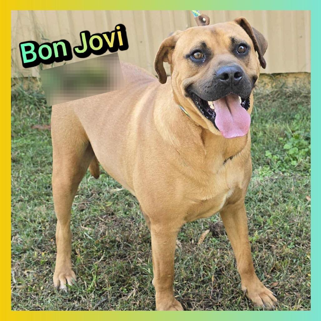 Enlarge Bon Jovi, a Adoptable mixed breed in Cleveland, TN image 4/4