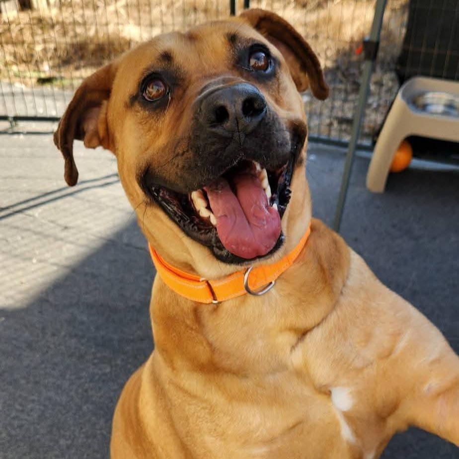 Enlarge Bon Jovi, a Adoptable mixed breed in Cleveland, TN image 3/4