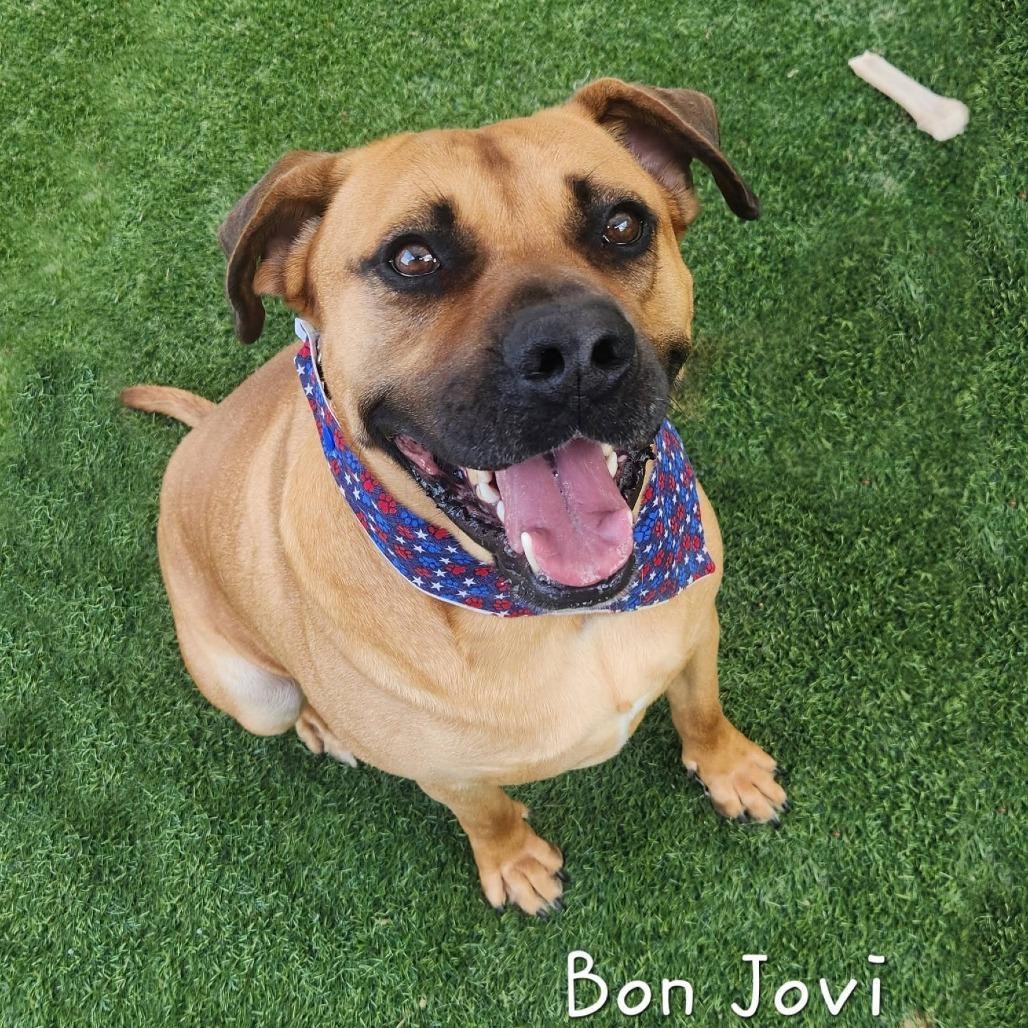 Bon Jovi, Adoptable, Adult Male Mastiff & Boxer.