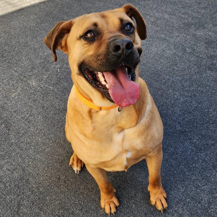 Enlarge Bon Jovi, a Adoptable mixed breed in Cleveland, TN image 2/4