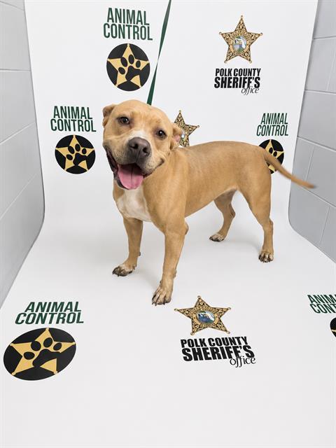 Enlarge TOAST, a Adoptable mixed breed in Winter Haven, FL image 1/1