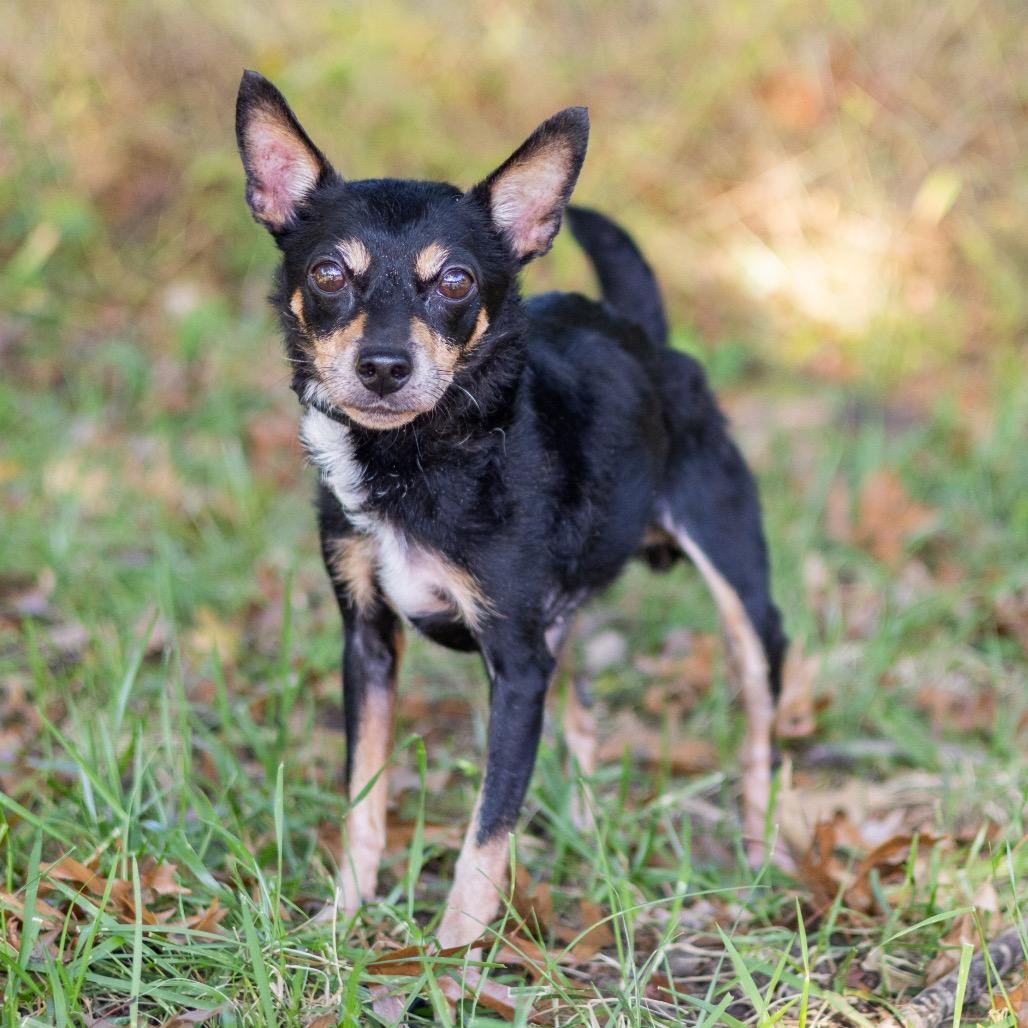 Enlarge Duchess, a Adoptable mixed breed in Wilmington, DE image 1/4