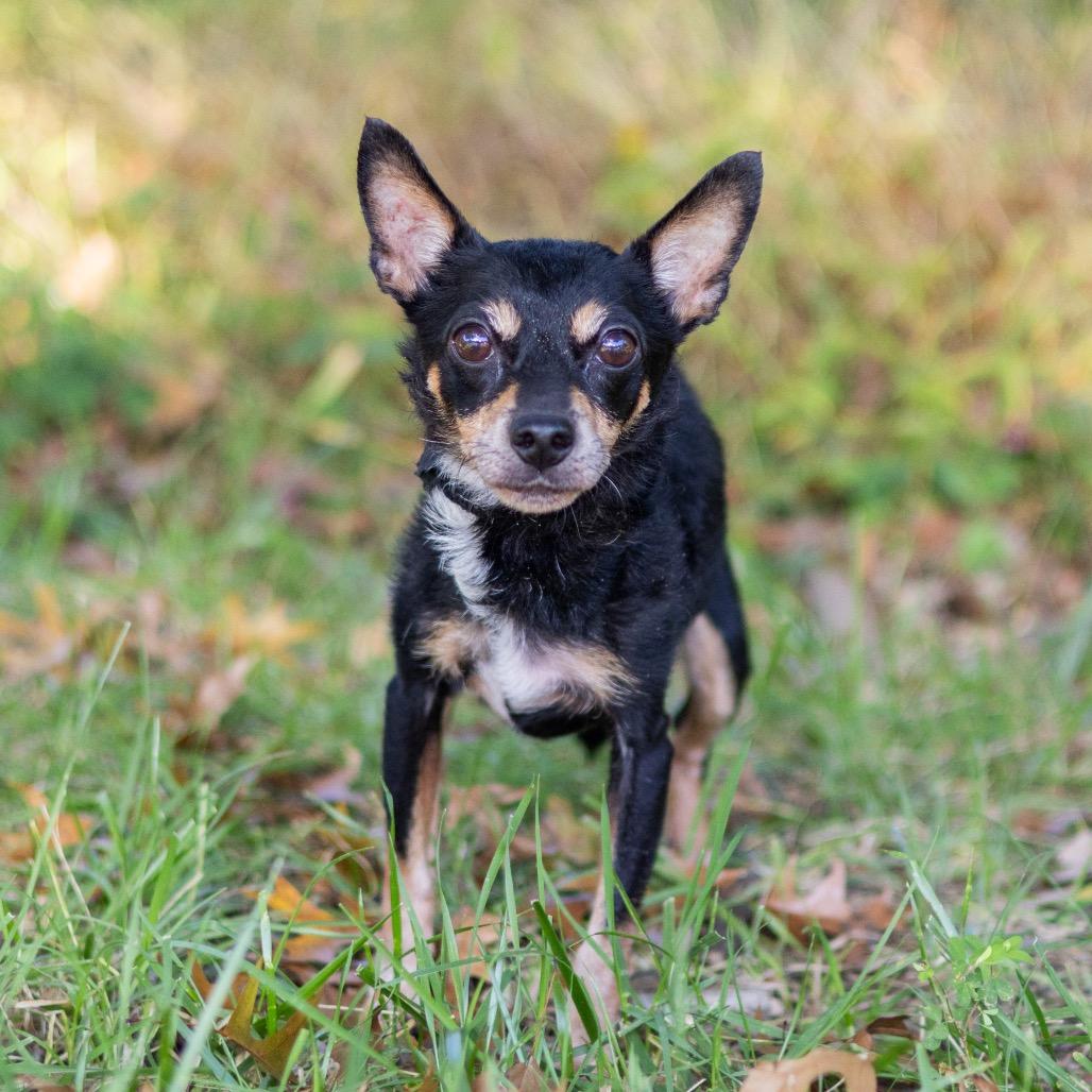 Enlarge Duchess, a Adoptable mixed breed in Wilmington, DE image 3/4