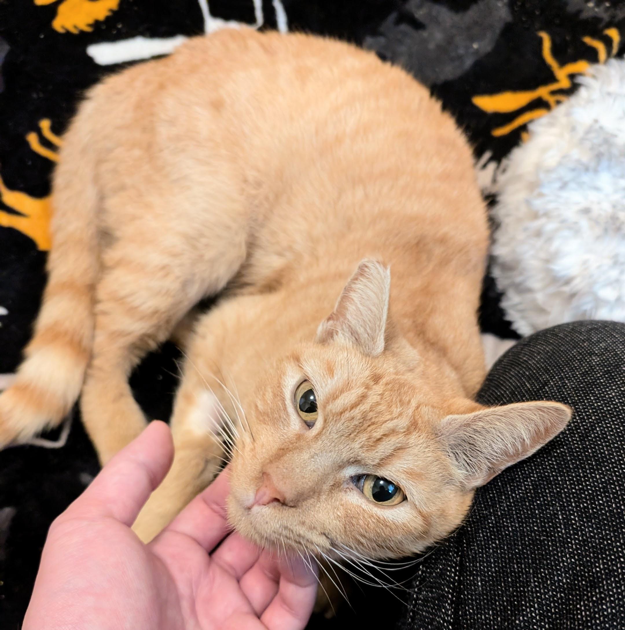 Enlarge Goldie, an adopted Domestic Short Hair in BURNABY, BC image 1/1