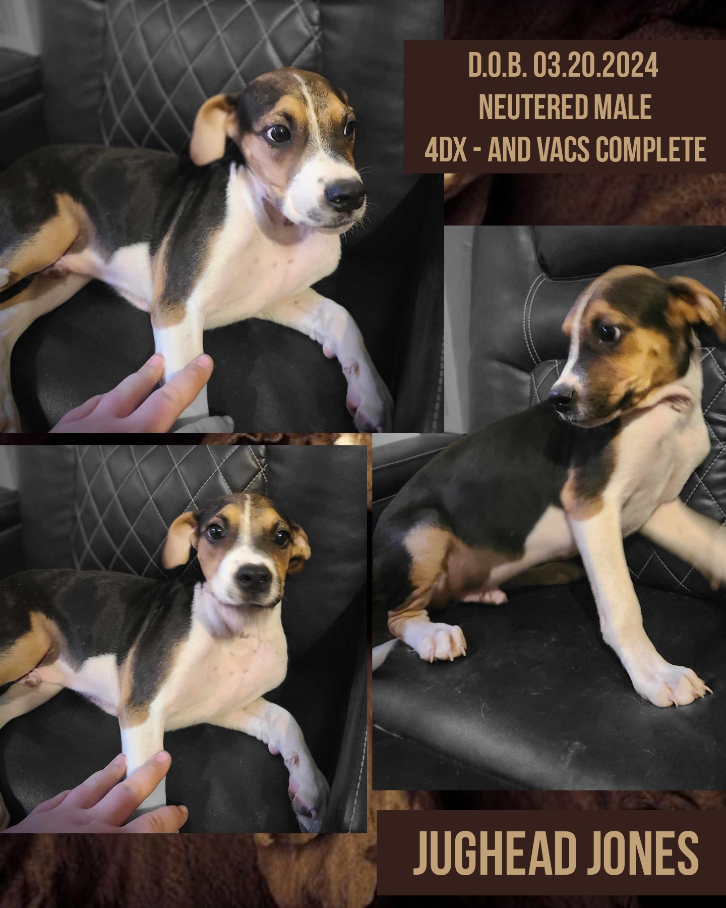 Enlarge Jughead, a Adopted mixed breed in Kermit, TX image 1/1