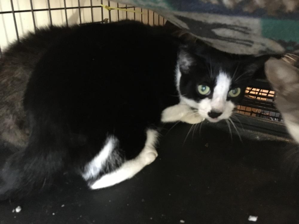 Enlarge Chicquita, a Adopted Domestic Short Hair in Central Islip, NY image 1/1