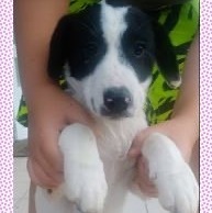 Jimena, Adoptable, Puppy Female Labrador Retriever.