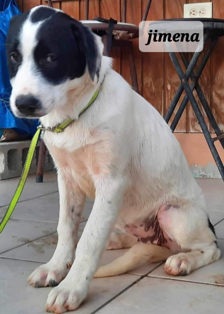 Jimena, a Adoptable mixed breed in Huntington, NY image 2/2