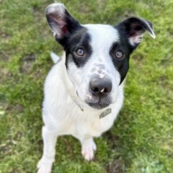 Enlarge Tink, an adopted mixed breed in Roseburg, OR image 1/1