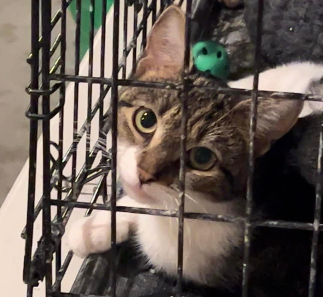 Lily, a Adoptable mixed breed in Newark, NJ image 2/4