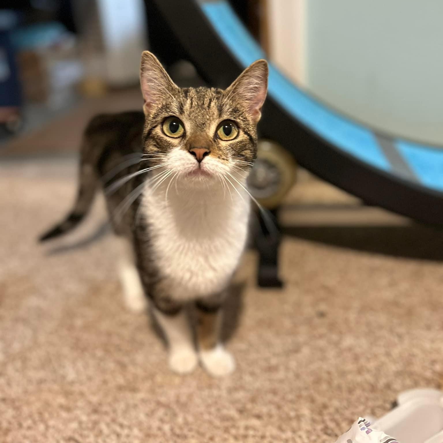 Lily, Adoptable, Young Female Tabby & Domestic Short Hair.