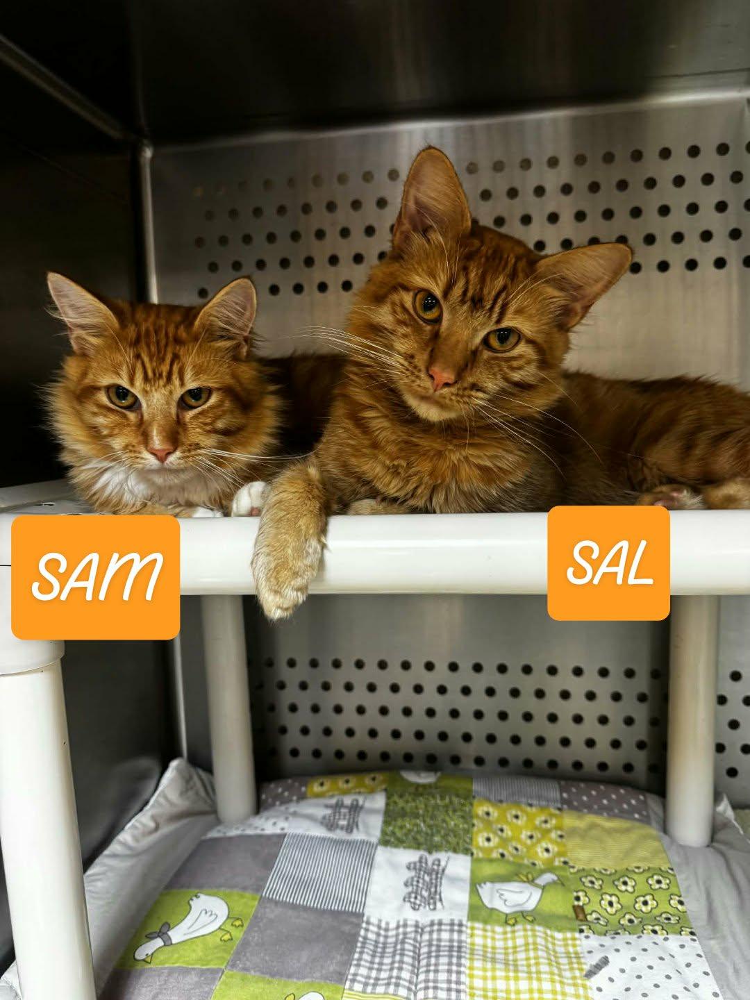 Enlarge Sal, an adoptable Domestic Medium Hair in Orange, VA image 2/2