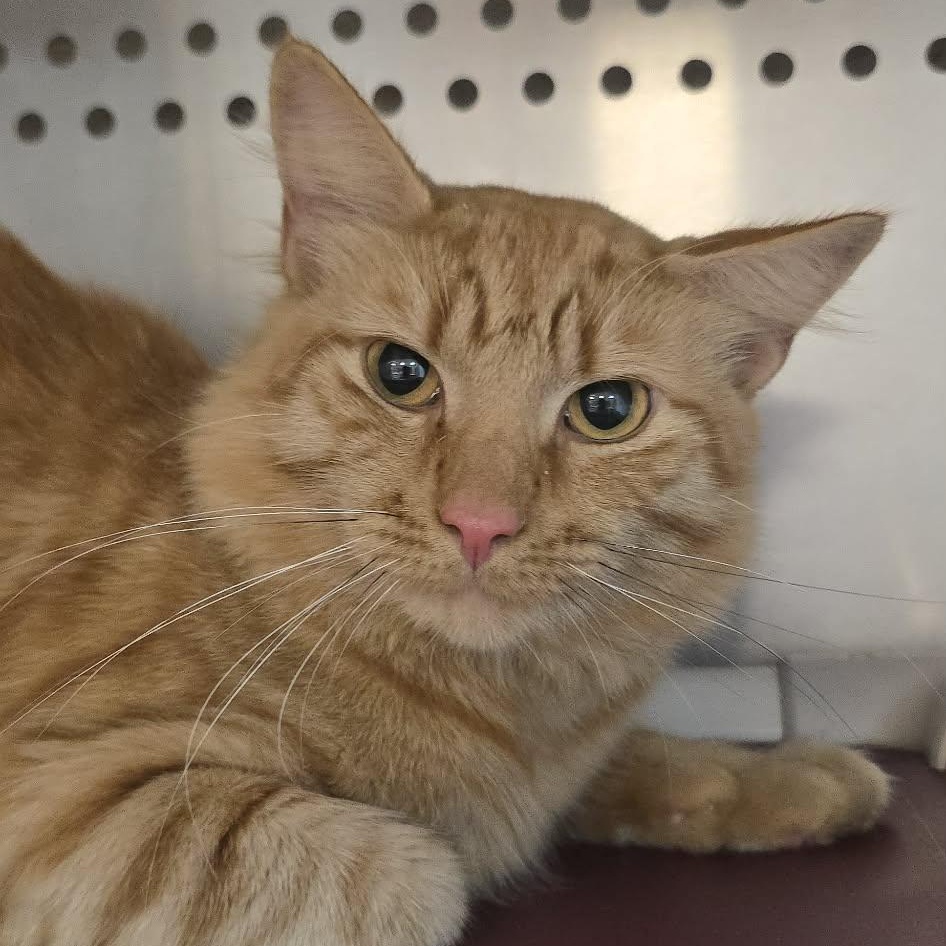 Enlarge Sal, an adoptable Domestic Medium Hair in Orange, VA image 1/2