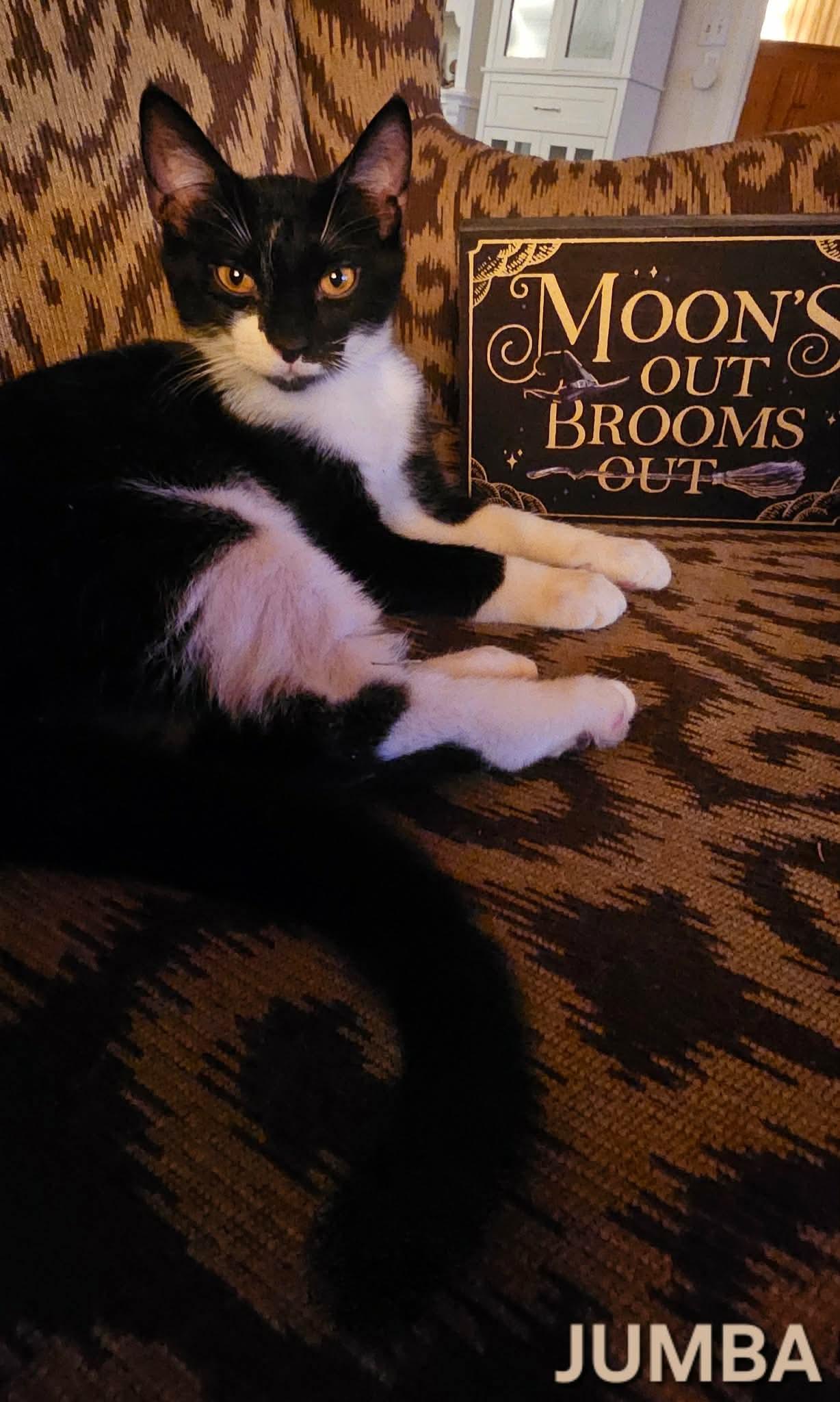 Enlarge Jumba, a Adoptable Domestic Short Hair in Fort Oglethorpe, GA image 4/6