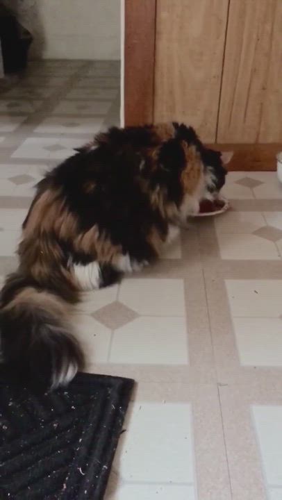 Enlarge Queen Callie, a Adopted mixed breed in Indianapolis, IN video 5/9