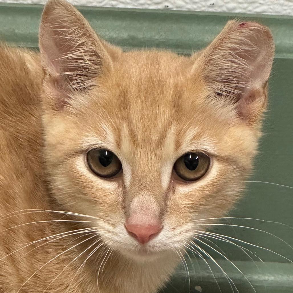 Enlarge Sol, a Adoptable Domestic Short Hair in Decatur, GA image 2/2