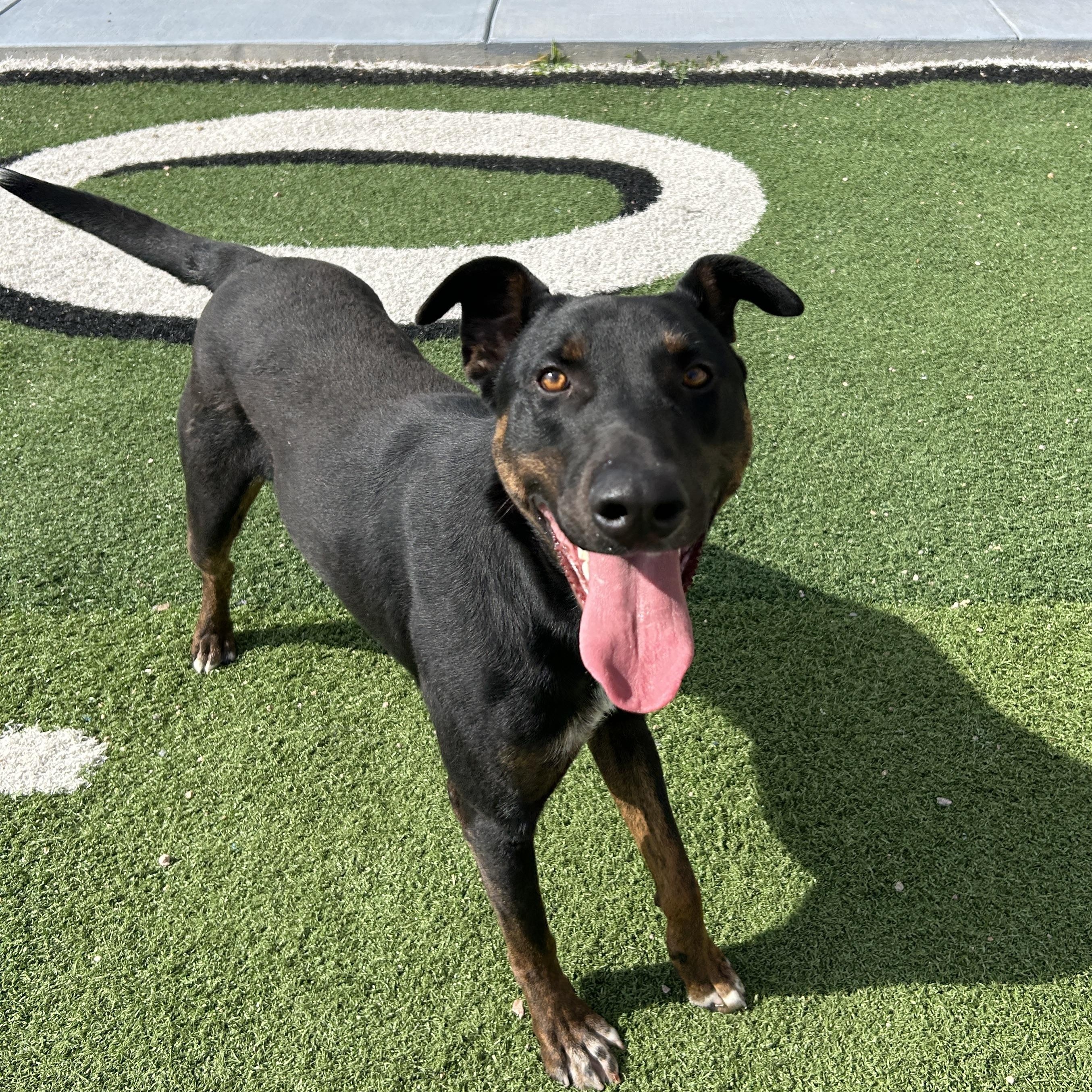 Enlarge Buster, a ADOPTABLE mixed breed in Seward, NE image 1/1