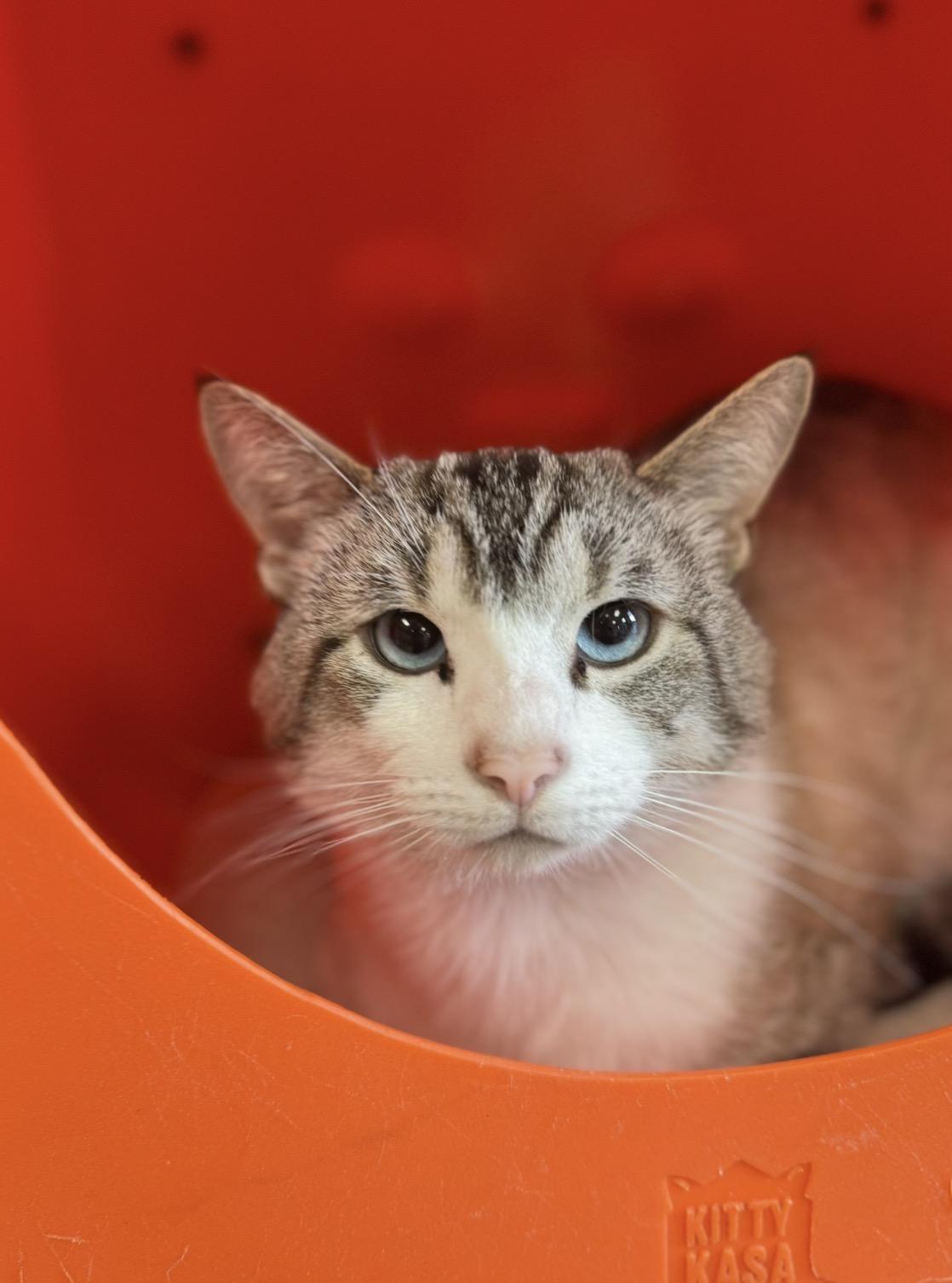 Eli, adopted, Young Male Domestic Short Hair.