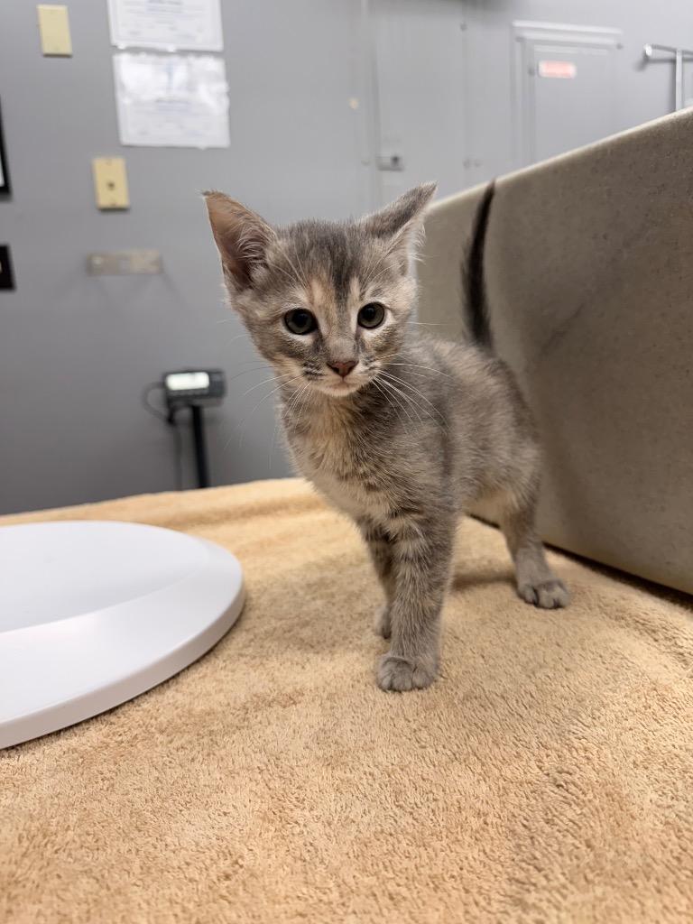 Azure, a Adoptable mixed breed in Burnsville, NC image 2/2