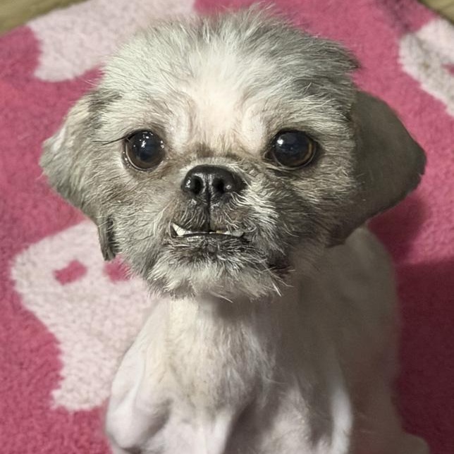 Enlarge Jude, a Adoptable Shih Tzu in Toledo, OH image 1/1