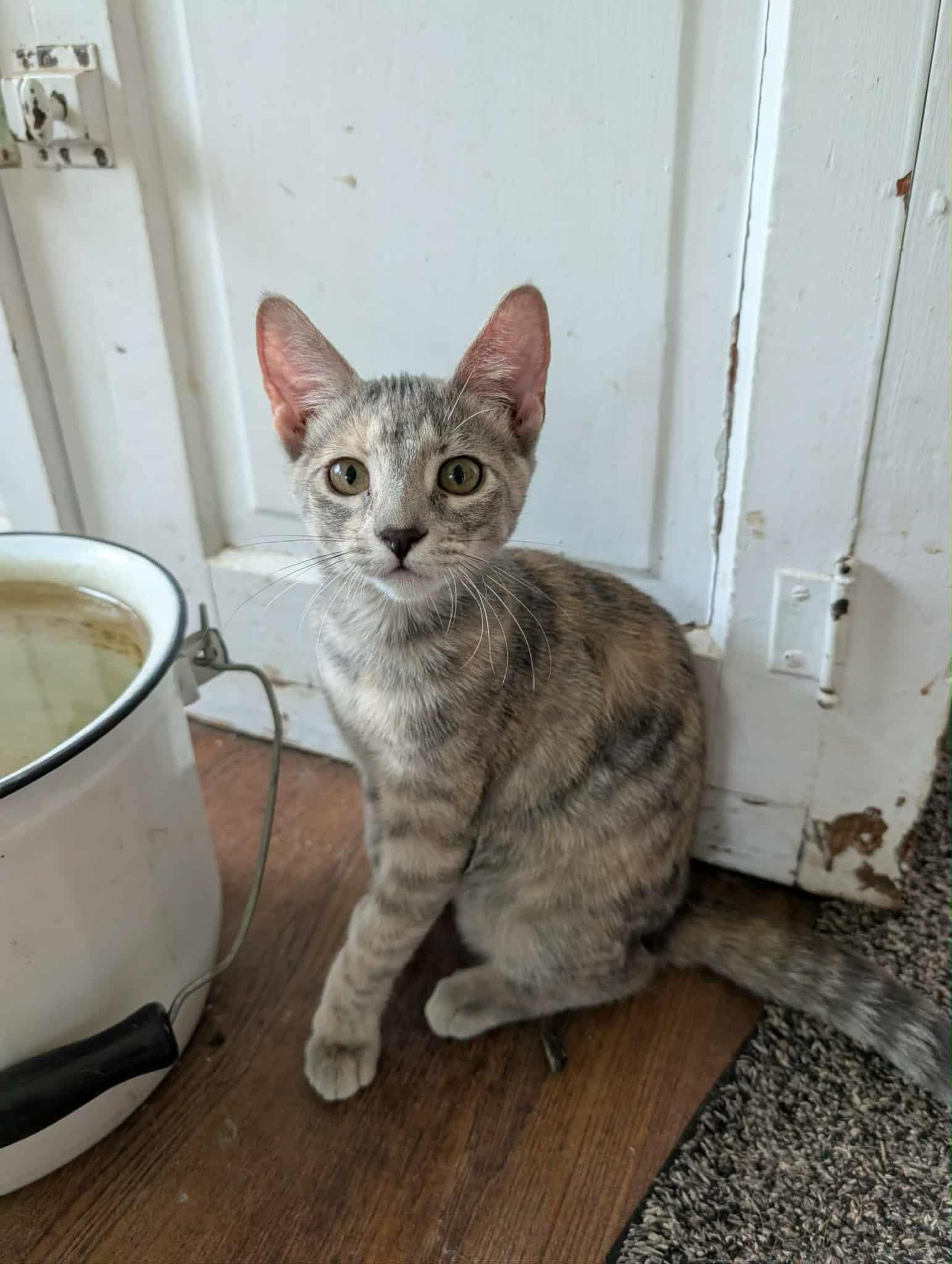 Jasmine, Adoptable, Young Female Tabby.