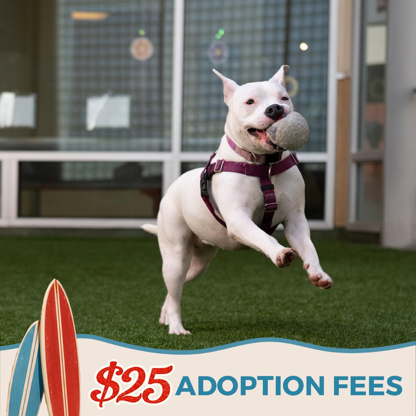 Enlarge Princess, a Adoptable Pit Bull Terrier in Burlingame, CA image 1/3