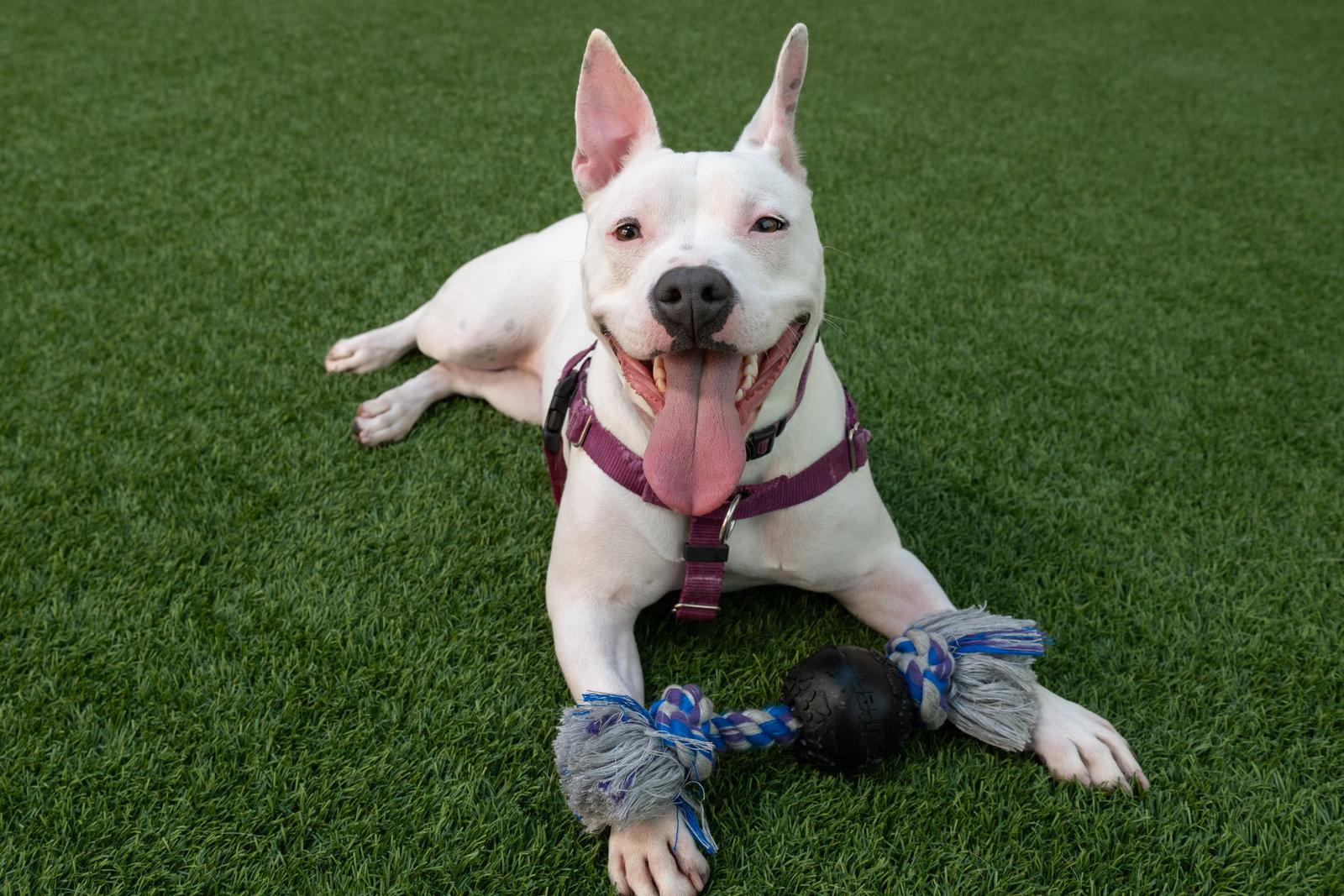 Princess, Adoptable, Young Female Pit Bull Terrier.