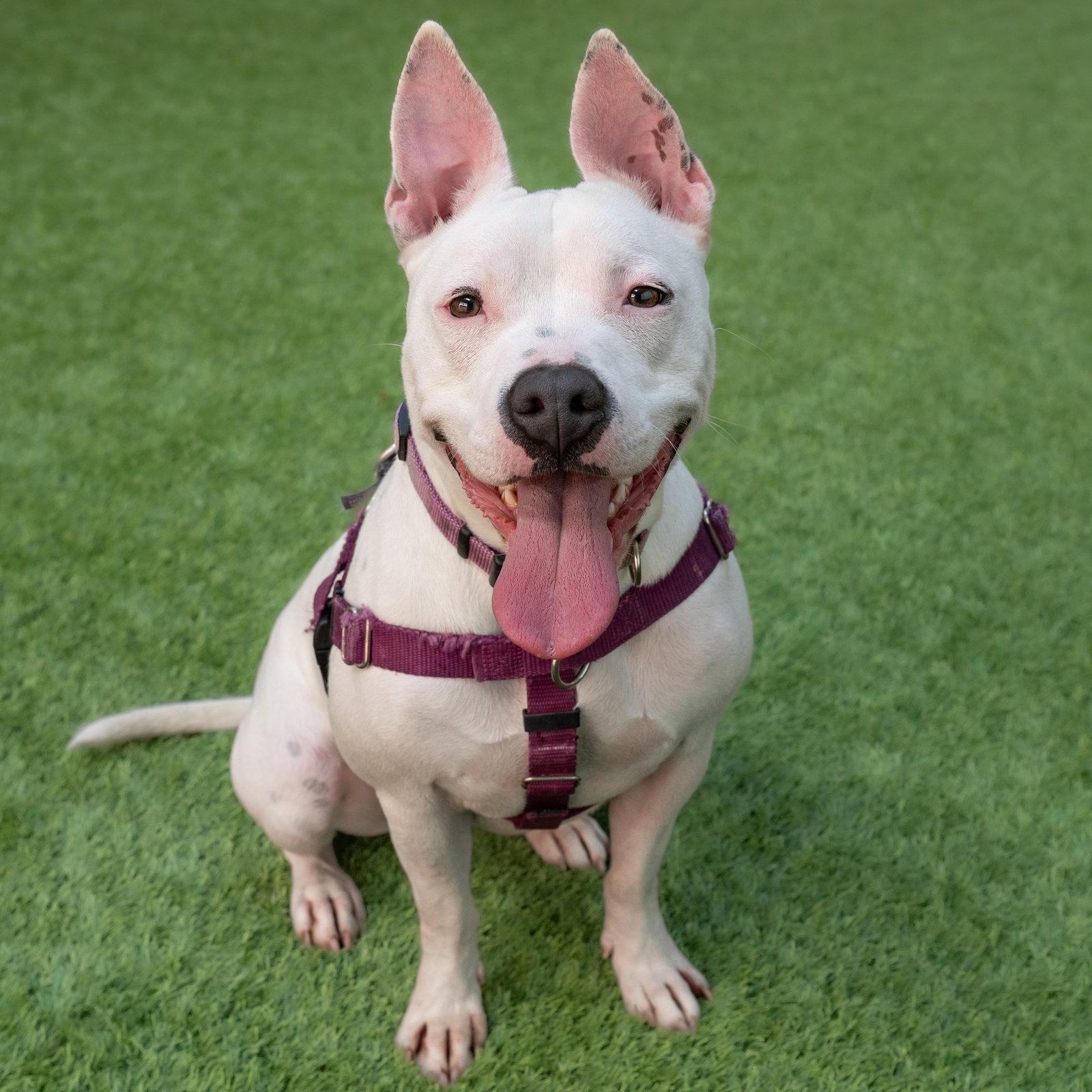Enlarge Princess, a Adoptable Pit Bull Terrier in Burlingame, CA image 2/3