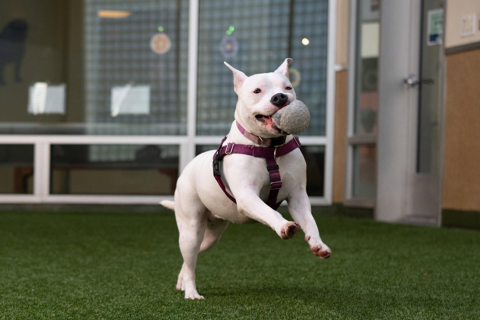 Enlarge Princess, a Adoptable Pit Bull Terrier in Burlingame, CA image 3/3