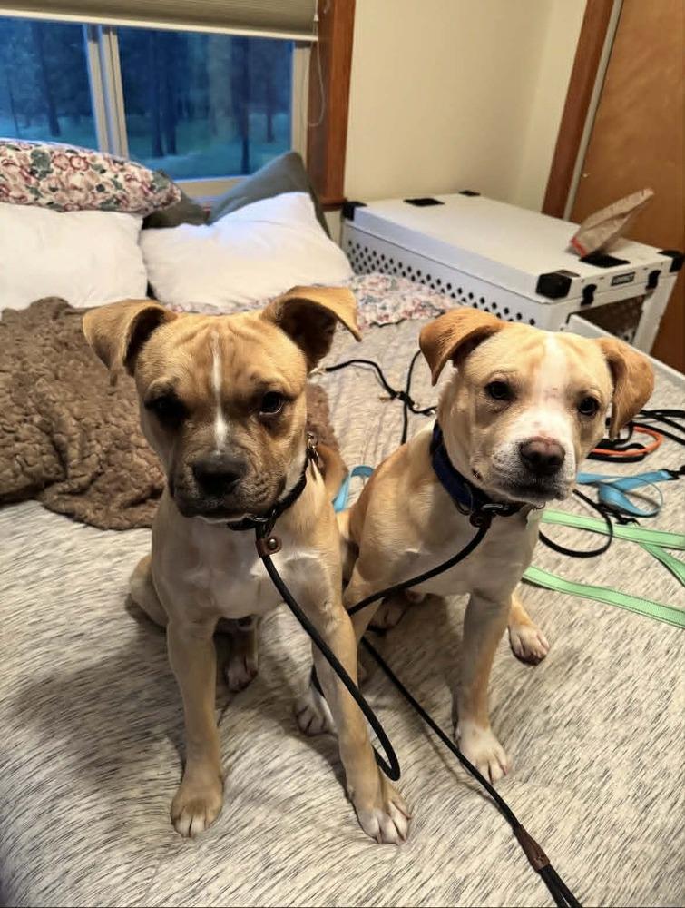 Frankie, Adoptable, Puppy Male Boston Terrier & Labrador Retriever.