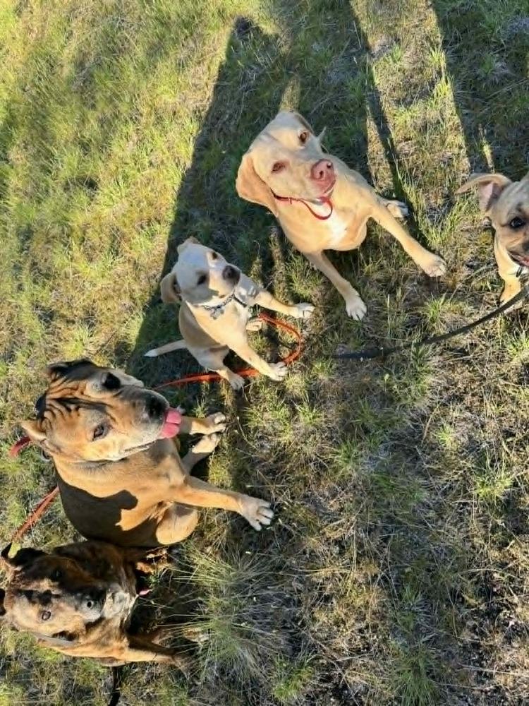 Enlarge Frankie, a Adoptable mixed breed in Rathdrum, ID image 2/4