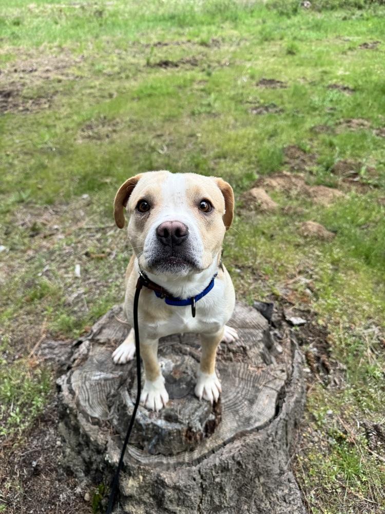 Enlarge Frankie, a Adoptable mixed breed in Rathdrum, ID image 3/4