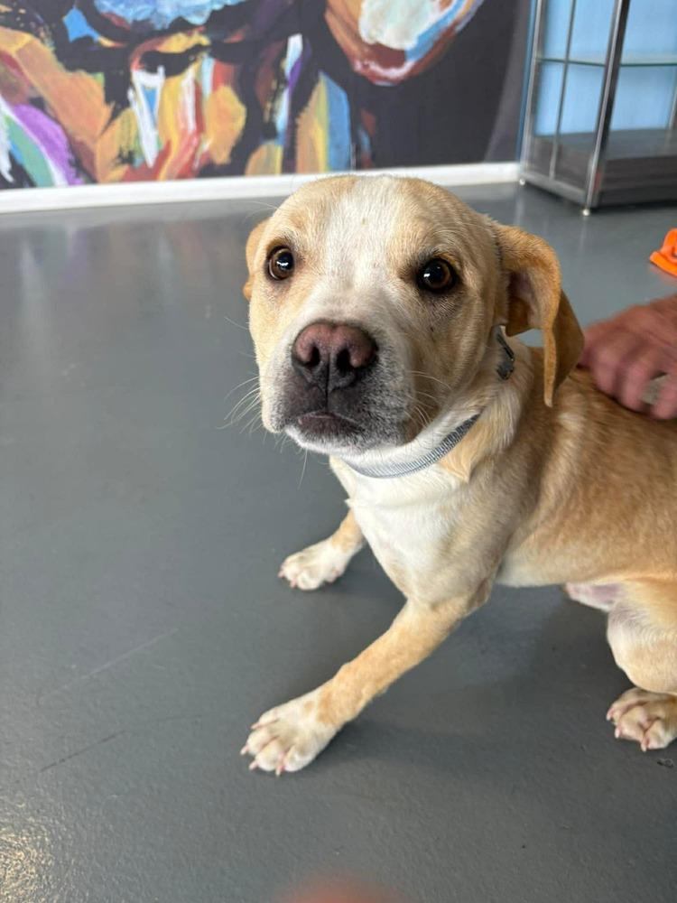 Enlarge Frankie, a Adoptable mixed breed in Rathdrum, ID image 4/4
