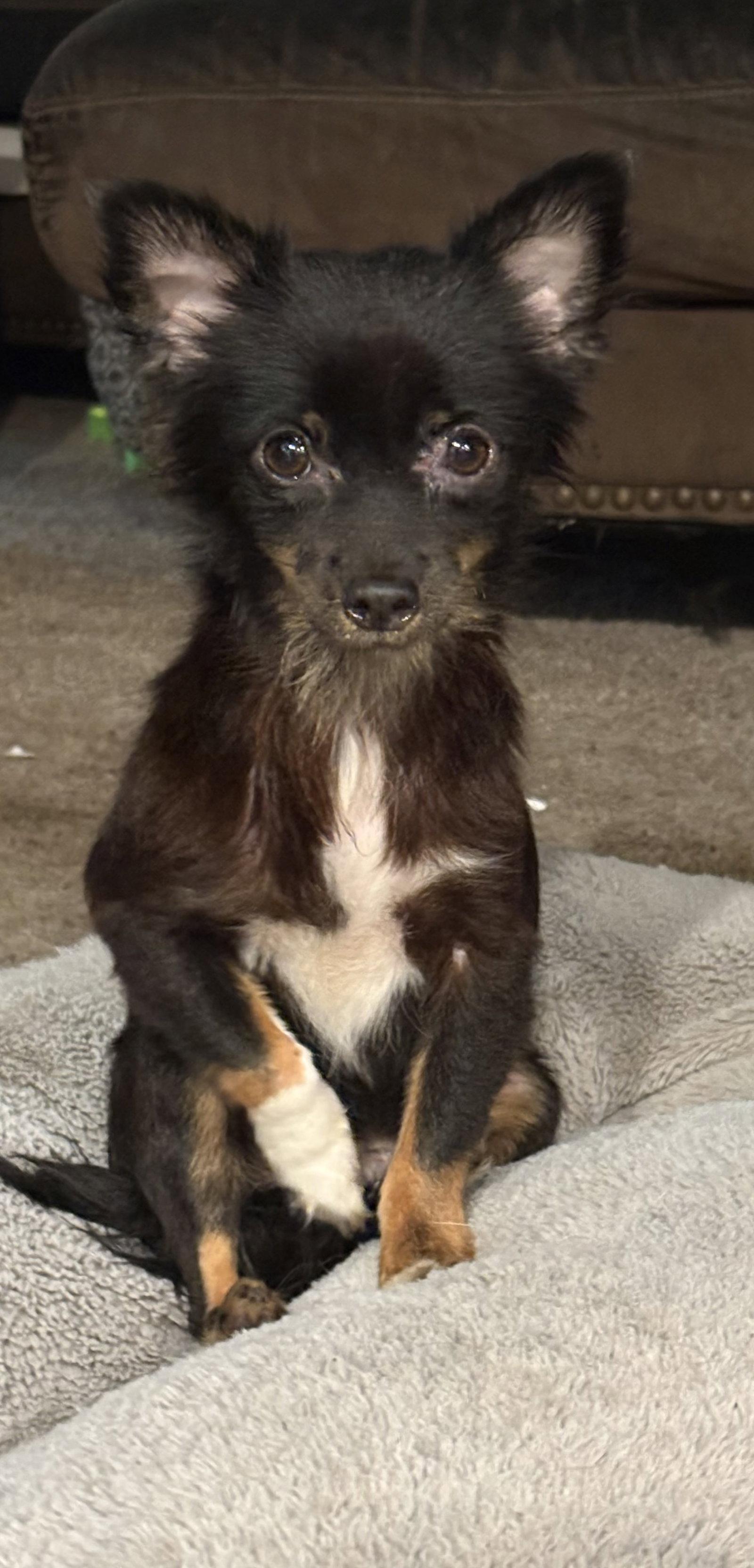 Enlarge Jesse, a Adoptable Chihuahua in Mount Pleasant, SC image 1/2